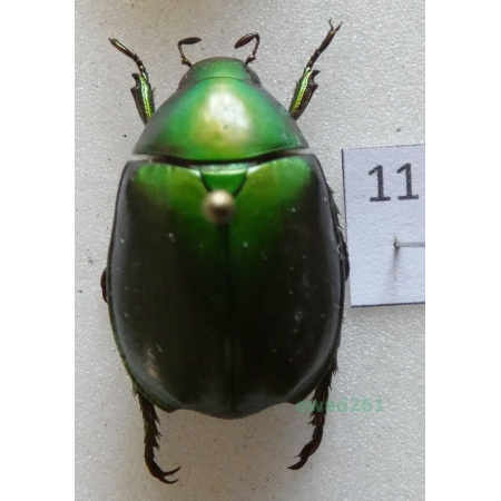 Anomala grandis (Hope, 1840) Thailand11